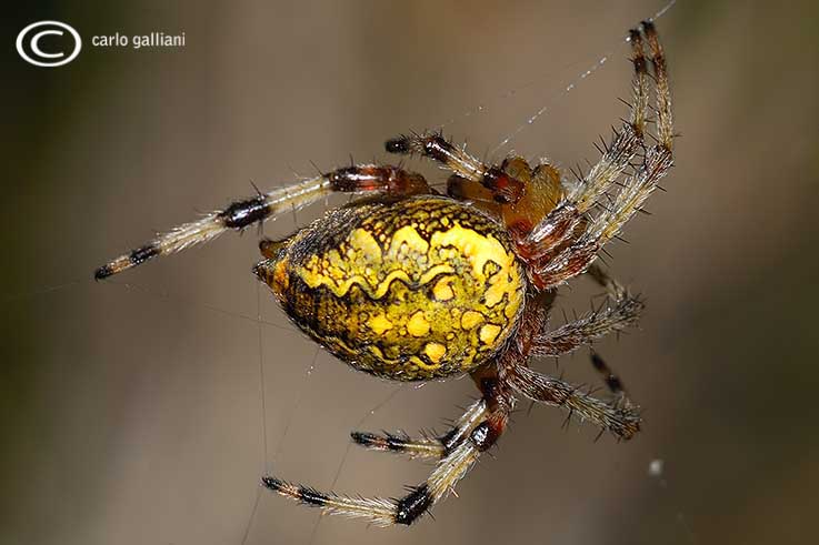 Araneus marmoreus